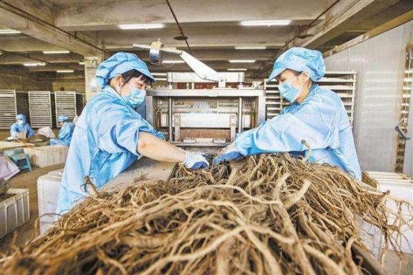 嘉多网 一位广东企业家看好巫山独特气候、地理资源优势 带动种植道地中药材5万亩