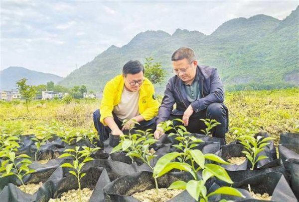 国汇策略 9亿元投资催生50亿元“酉阳香柚”产业链 浙渝携手推动浙江“宋柚汁”实现“重庆造”